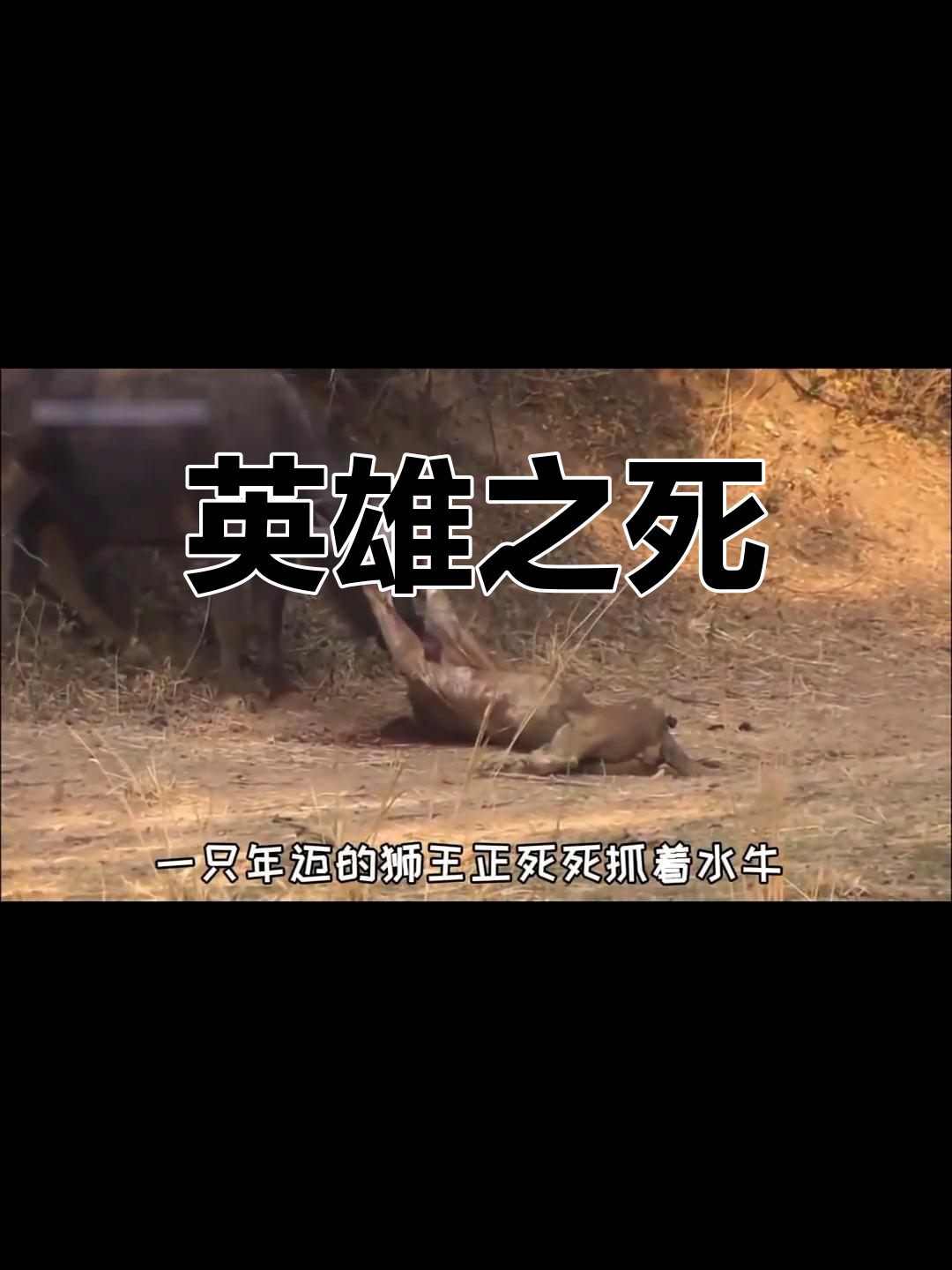 小牛顽强反击，逆袭击败对手